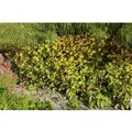 Rudbeckia Triloba Dreilappiger Sonnenhut Ca. 9x9 cm Topf