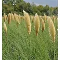 Pampasgras Pumila - Cortaderia selloana