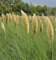Pampasgras Pumila - Cortaderia selloana