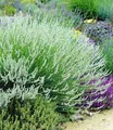 BALDUR Garten 3x Weißer Lavendel Duftlavendel, Pflanzen im 9x9 cm-Topf, echter Lavendel, Lavandula, winterharte Staude, trockenresistent, mehrjährig, bienenfreundlich, schmetterlingsfreundlich