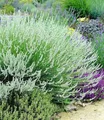 BALDUR Garten 3x Weißer Lavendel Duftlavendel, Pflanzen im 9x9 cm-Topf, echter Lavendel, Lavandula, winterharte Staude, trockenresistent, mehrjährig, bienenfreundlich, schmetterlingsfreundlich