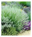Weißer Lavendel, 3 Pflanzen Lavandula