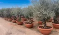 Sunny Tree - Olivenbaum im Dekotopf - Olea Europaea - Winterharte Olivenbaum Bonsai 200 cm - 100 Jahre Alter Olivenbaum - Fruchttragend