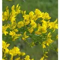 Stein Ginster 40-60cm - Genista,ydia