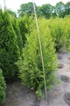 Pflanzen für Dich Konifere Thuja occ. Brabant, 1 St., Lebensbaum, Abendländischer Lebensbaum, immergrün, schnellwachsend