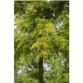 Gleditsia Triacanthos Sunburst Gold-Gleditschie 125–150 cm