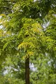 Gleditsia triacanthos 'Sunburst' 125-150 cm - Gold-Gleditschie, leuchtend gelbes Laub, ideal als Solitärbaum, pflegeleicht, winterhart