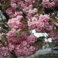 Japanische Nelkenkirsche Kanzan 60-80cm - Prunus serrulata