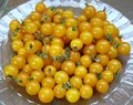 gelbe Johannisbeertomate Urtomate, Wildtomate - 20 Samen