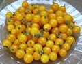 gelbe Johannisbeertomate Urtomate, Wildtomate 20 Samen 