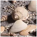 Wallario Möbelfolie Muscheln am Strand braun