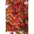 Liquidambar Styraciflua Worplesdon Amberbaum 125–150 cm