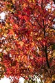 Liquidambar styraciflua 'Worplesdon' 125-150 cm - Amberbaum, leuchtend rote Herbstfärbung, ideal für Einzelstellung, pflegeleicht und winterhart