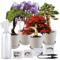Bonsai-Anzuchtset, 4 Arten, Töpfe, Untersetzer, Clipper, Sprühflasche