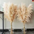 10 Pampas Grass XXL, Decorative Large for Boho Decoration, Living Room, Table,