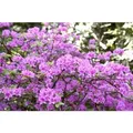 Rhododendron Praecox Frühblühend Lila 20–25 cm