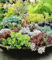 BALDUR Garten Bodendecker Winterharte Sedum-Mischung, 6 St., Steingartenpflanze, immergrün, winterhart, pflegeleicht