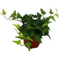 Exotenherz Efeu Hedera 9cm Topf Zimmerpflanze