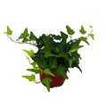 Exotenherz - Efeu - Hedera - 9cm Topf - Zimmerpflanze