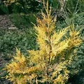 Leyland Zypresse Gold Rider 60-80cm - Cupressocyparis,eylandii