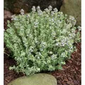 Gewürz Thymian - großer Topf - Thymus vulgaris