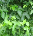 Amberbaum Rotundliloba 100-125cm - Liquidambar styraciflua