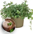 BALDUR Garten 1x Minze 'Chocolate', Pflanze im 10,5 cm Topf, intensives schokoladig-minziges Aroma, ideal für Desserts & Getränke, dekoratives dunkelgrünes Blattwerk, pflegeleicht & winterhart