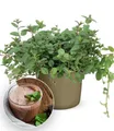 BALDUR Garten Gewürzkraut Minze 'Chocolate', 1 St., Schokoladenminze, winterhart, mehrjährig, pflegeleicht