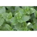 Mentha Spicata Grüne Minze Ca. 9x9 cm Topf
