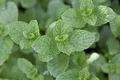 Mentha spicata ca. 9x9 cm Topf - Grüne Minze, aromatische Blätter, ideal für Tee und Küche, bienenfreundlich, pflegeleicht
