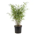 Bloomique - Fargesia nitida Gansu - Bambuspflanze - Nicht invasiv - Winterhart - Immergrün - Heckenpflanze - Gartenpflanze - Höhe 50-70 cm - Topf 17 cm