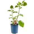 Physalis Peruviana Andenbeere Essbar Ca. 11x11 Cm Topf