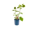 Pflanzen für Dich Staude Physalis peruviana, 1 St., Andenbeere, Kapstachelbeere