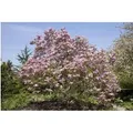 Magnolia Galaxy Magnolie Rosa Blüten 100–125 cm