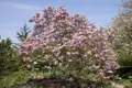 Magnolia 'Galaxy', Magnolie, rosa Blüten, 100–125 cm