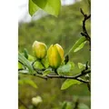 Magnolia 'Green Bee' Magnolie 60-80 cm