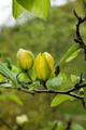 Pflanzen für Dich Gehölze Magnolia 'Green Bee', 1 St., Magnolie