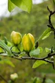 Magnolia 'Green Bee', Magnolie, grün, 60–80 cm