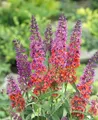 Buddleja davidii 'Flower Power', Schmetterlingsflieder, bunt, 60–100 cm