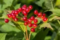 Pflanzen für Dich Gehölze Viburnum opulus, 1 St., Gewöhnlicher Schneeball, Wasser-Schneeball, Gemeiner Schneeball