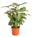 Dehner Korbmarante Compactstar, Calathea, farbiges Laub, 35-45 cm, Ø Topf 12 cm, Zimmerpflanze