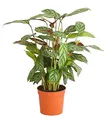 Zimmerpflanze Korbmarante Compactstar Calathea 35-60 cm Ø Topf 12/27 cm, Dehner