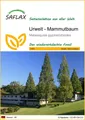 SAFLAX Blumensamen SAFLAX - Samen - Urwelt - Mammutbaum