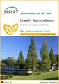 SAFLAX  - Urwelt - Mammutbaum - Metasequoia - 60 Samen
