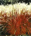 BALDUR Garten 1x Ziergras 'Indian Summer' Chinagras, Pflanze im 9x9 cm-Topf, Chinaschilf, Miscanthus purpurascens, winterharte Staude, mehrjährig, pflegeleicht, blühend