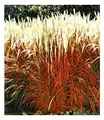 BALDUR Garten 1x Ziergras 'Indian Summer' Chinagras, Pflanze im 9x9 cm-Topf, Chinaschilf, Miscanthus purpurascens, winterharte Staude, mehrjährig, pflegeleicht, blühend