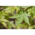 Acer Palmatum Sangokaku Japanischer Ahorn Korallenrot 80–100 cm