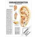 Ohrakupunktur Poster Anatomie 70x50 cm medizinische Lehrmittel, Laminiert