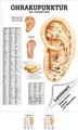 Ohrakupunktur Poster Anatomie 70x50 cm medizinische Lehrmittel