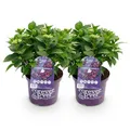 Green boutiQ - Balkonpflanze - Hortensie - Hydrangea Forever & Ever - Lila - 7-12 Blumen - 2 Pflanzen - Topf 23cm Höhe 55cm